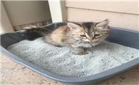 教流浪猫用猫砂