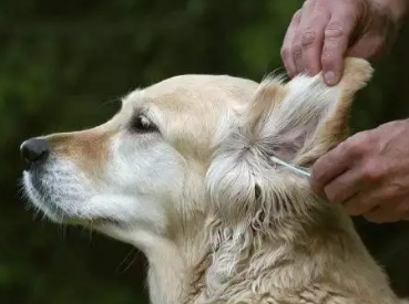 狗狗耳螨土办法