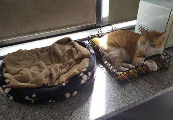 怎样让猫进猫窝