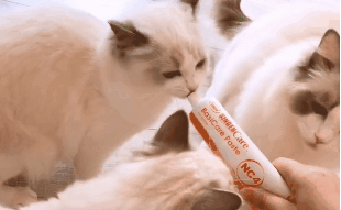 猫咪需要吃营养膏吗?怎么吃才对? 猫咪需要吃营养膏吗?怎么吃才对?