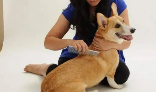 宠物犬洗澡最全步骤，主人来看看吧