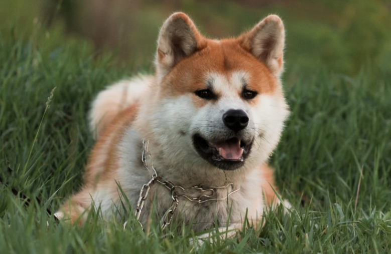 秋田狗粮推荐