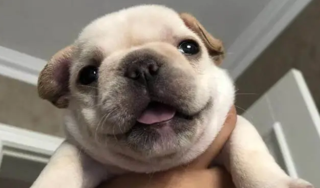狗狗的钙片什么时候吃最好？怎么吃最好？