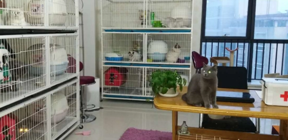 猫舍是什么 猫舍是什么
