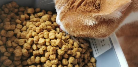猫粮哪里买好