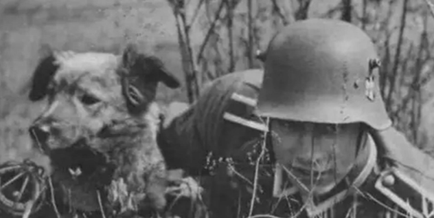1950年二战军犬偶遇杀害主人的凶手，上前咬死凶手后，结局如何