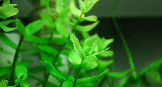 常见水草种类及图片 常见水草种类及图片