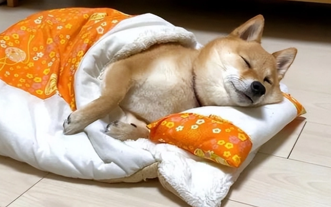 狗窝多少钱一个
