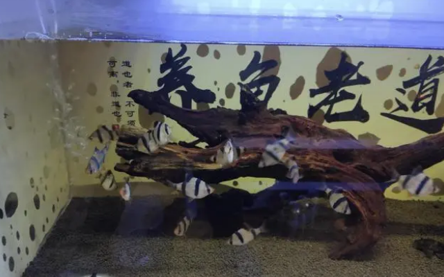 既想给鱼缸增氧,又想减少水流和气泡噪音,可以两全其美吗? 既想给鱼缸增氧,又想减少水流和气泡噪音,可以两全其美吗?