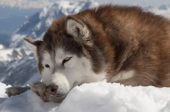 哈士奇是哪里的雪橇犬?速速来get 哈士奇是哪里的雪橇犬?速速来get
