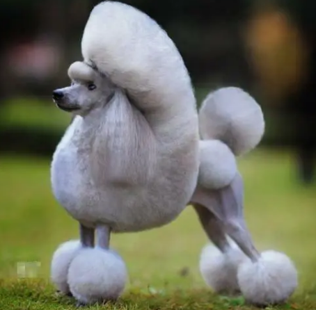 贵宾犬狗粮推荐