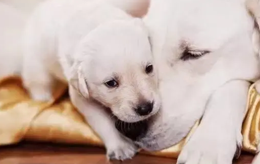 狗狗坐月子禁止吃什么？宠主是否知道呢？