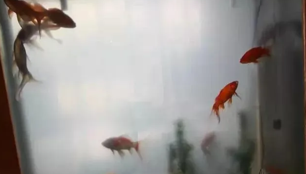 鱼缸水质长期呈现乳白色，归根结底还是过滤问题，我们如何改善？