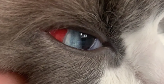 养宠知识：猫咪眼睛充血，可能有以下几种原因