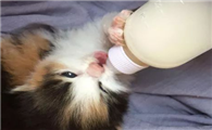 宠物羊奶粉可以拌猫粮吗
