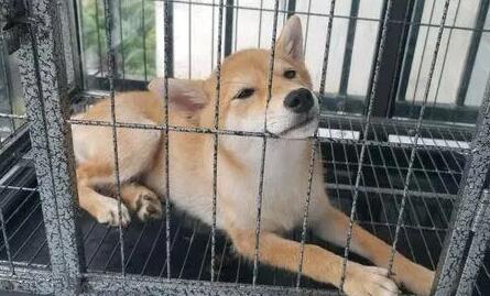 柴犬需要多大的狗笼