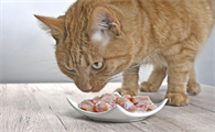 猫罐头品牌排行榜性价比高