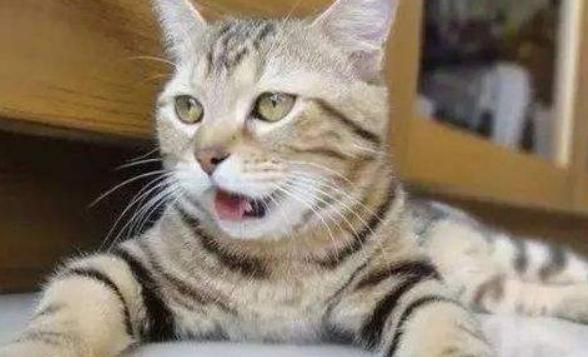 猫咪大喘气是怎么回事？这4种原因要注意分析