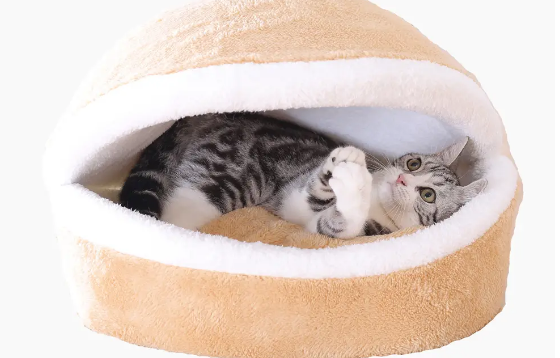 怎么让猫咪进猫窝 怎么让猫咪进猫窝