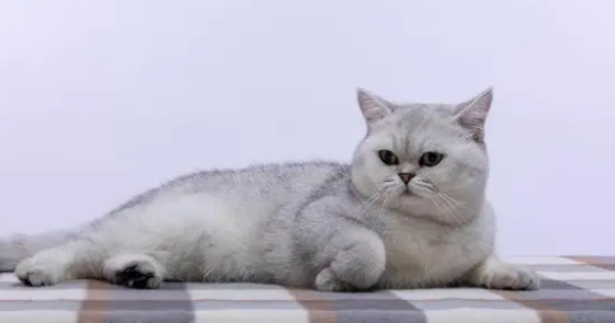 猫舍是干嘛的?猫舍和宠物店有什么区别? 猫舍是干嘛的?猫舍和宠物店有什么区别?