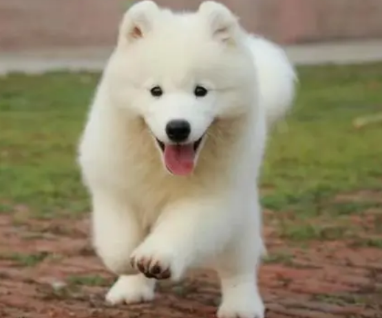 萨摩耶幼犬狗粮排行榜