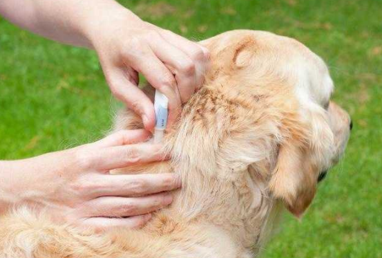狗狗体外驱虫涂哪几个部位