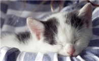 猫的呼噜声很大是怎么回事？注意分辨这几种情况