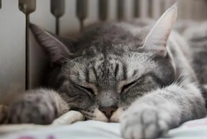 益生菌对猫咪真的好吗？有什么作用呢？