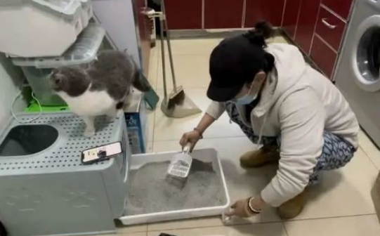 上门喂养VS宠物店寄养，铲屎官们放假后猫咪该何去何从？