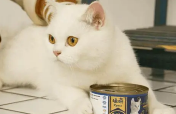 猫罐头能给猫咪当主食？来看看营养数据