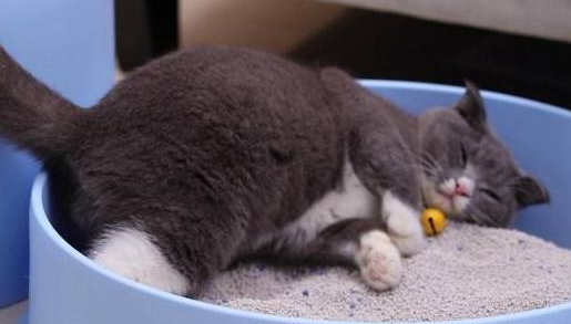 二十斤猫砂能用多久 二十斤猫砂能用多久