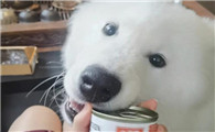 狗狗能吃猫罐头吗
