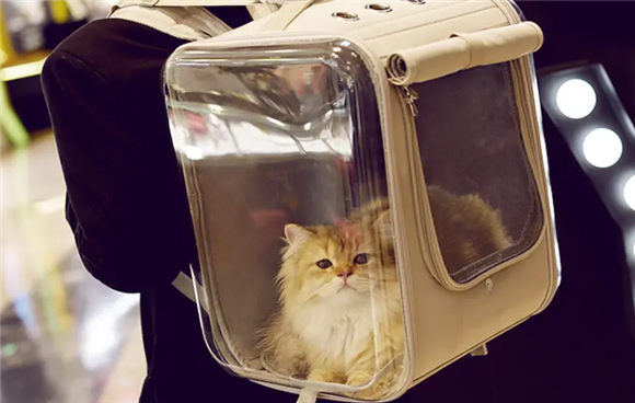 猫咪出行必备之“猫包”的选择及优缺点盘点 猫咪出行必备之“猫包”的选择及优缺点盘点