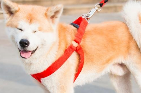 如何正确的给狗狗戴上牵引绳