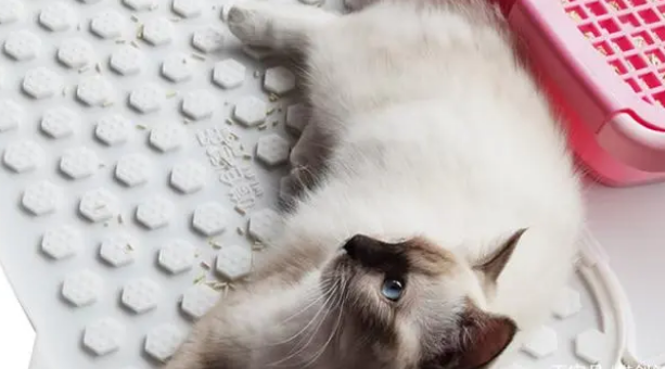 猫砂垫放在哪