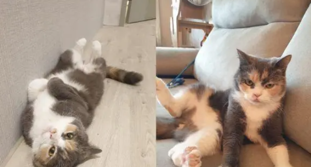 拒绝花式剪指甲,两步掌握给猫猫剪指甲 拒绝花式剪指甲,两步掌握给猫猫剪指甲