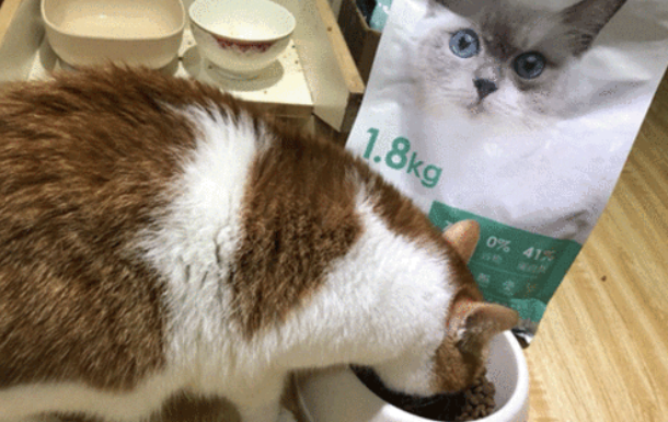 猫粮一般多少钱一袋