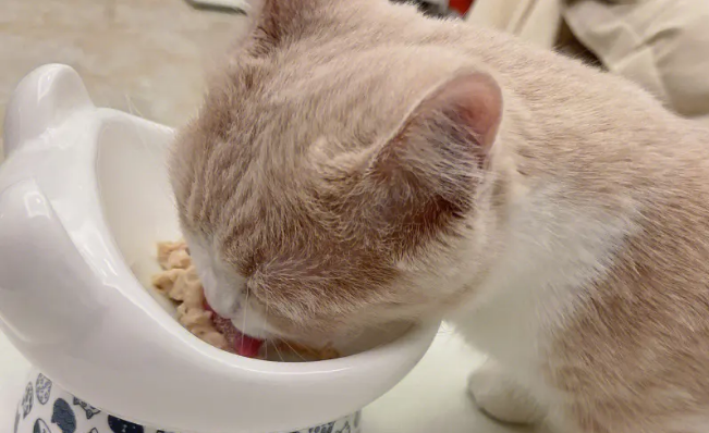 主食猫罐头什么牌子好