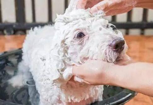 泰迪狗狗沐浴露排行榜