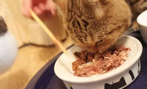 猫咪吃零食罐头不好吗？答案是否定的