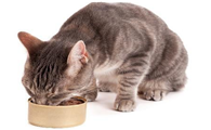 猫必须要吃罐头吗