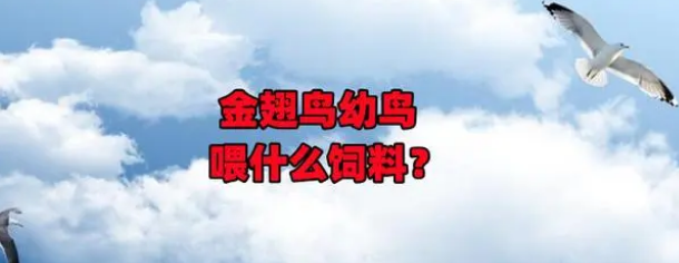 金翅鸟幼鸟喂什么饲料?养金翅鸟需要注意的事项 金翅鸟幼鸟喂什么饲料?养金翅鸟需要注意的事项