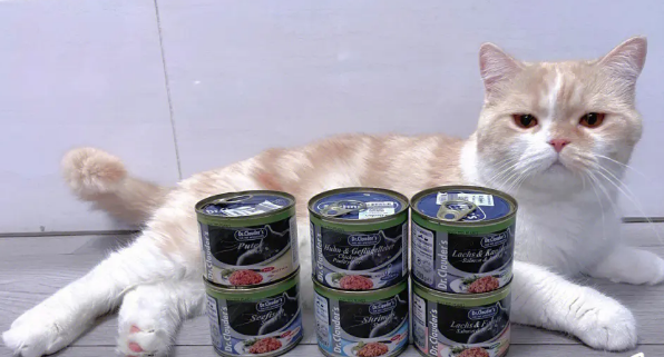 小猫几个月可以吃猫罐头么