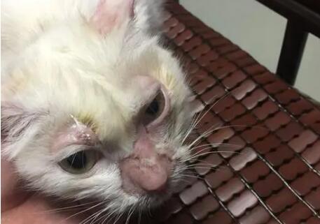 猫咪头顶有结痂的东西,怎么办? 猫咪头顶有结痂的东西,怎么办?