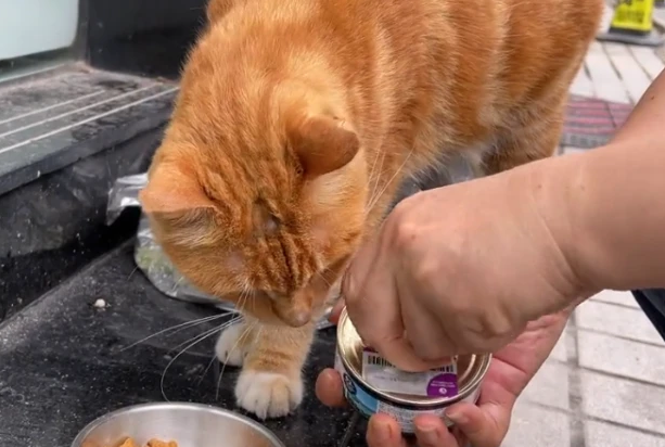 猫粮和猫罐头的区别