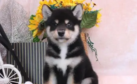 为什么柴犬价格这么高却选择在犬舍购买呢?犬舍优势是什么? 为什么柴犬价格这么高却选择在犬舍购买呢?犬舍优势是什么?
