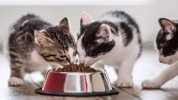 猫粮哪个牌子好