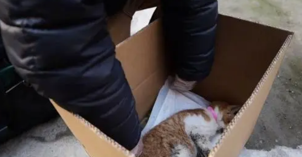 不停抽搐的小橘猫,虽然等到帮助,可最后还是没能把它留住 不停抽搐的小橘猫,虽然等到帮助,可最后还是没能把它留住