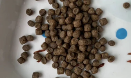 5g猫粮大概多少 5g猫粮大概多少