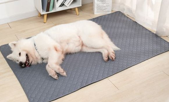 狗狗尿垫有没有吸引 狗狗尿垫有没有吸引
